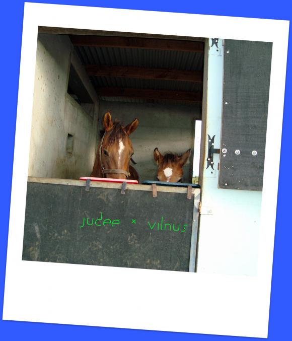http://mes-chevaux-et-moi.cowblog.fr/images/Judeevilnusretouuche.jpg