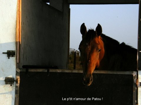 http://mes-chevaux-et-moi.cowblog.fr/images/Verylux4.jpg